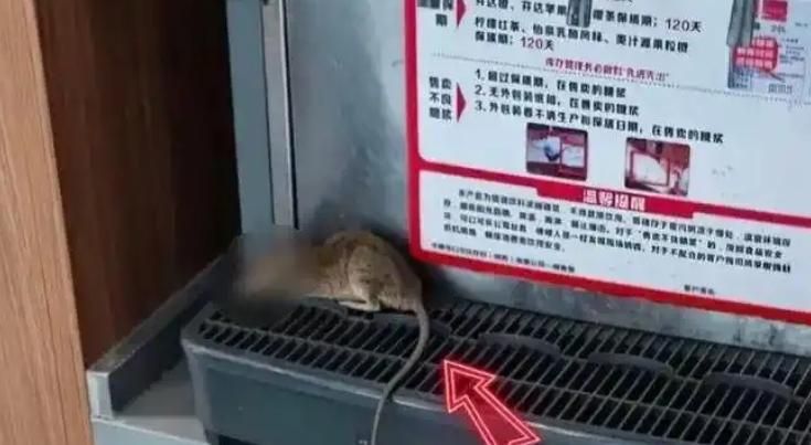 陸餐館赫米奇「躺飲料機台」！真相竟是遭人「惡作劇」