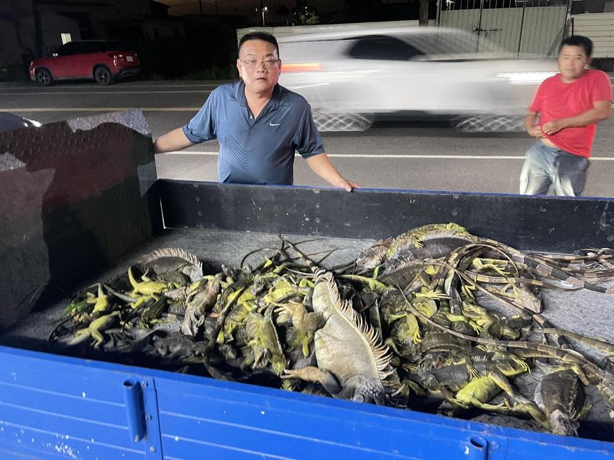 怕爆！屏東萬丹綠鬣蜥氾濫成災　「獵龍小組」一晚抓百隻