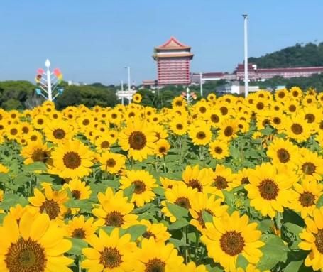 台北大佳河濱花海擴增4倍大　18萬株向日葵提前綻放