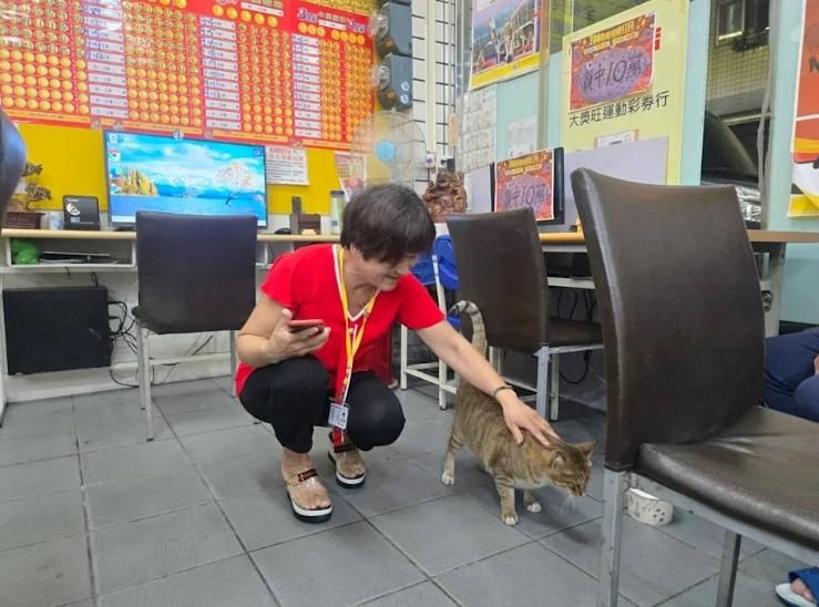 台中彩券行流浪貓帶財！得主大樂透花250元中3.15億