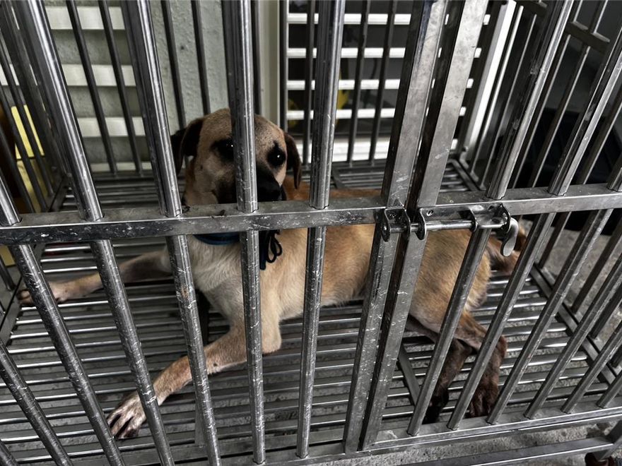 郵差送掛號慘遭家犬咬斷手指！　動保所開罰基隆飼主1.5萬