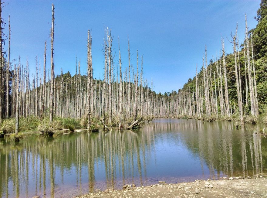 921地震後誕生3座堰塞湖　阿里山水漾森林成觀光景點