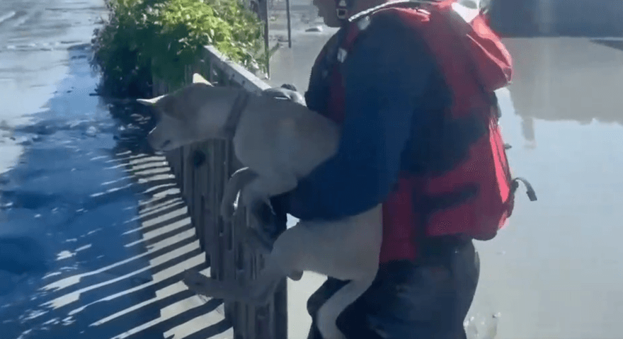 影/花蓮特搜隊涉爛泥救出2隻狗狗　飼主驚喜認出自家愛犬