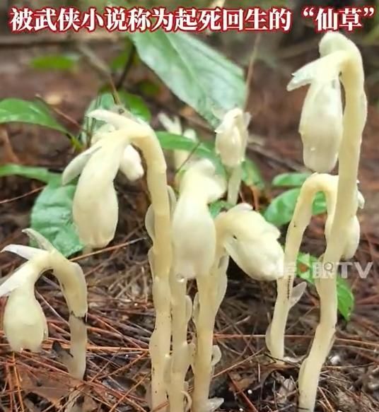 重慶驚現罕見「冥界之花」！通體潔白、一碰就枯　現蹤僅40天