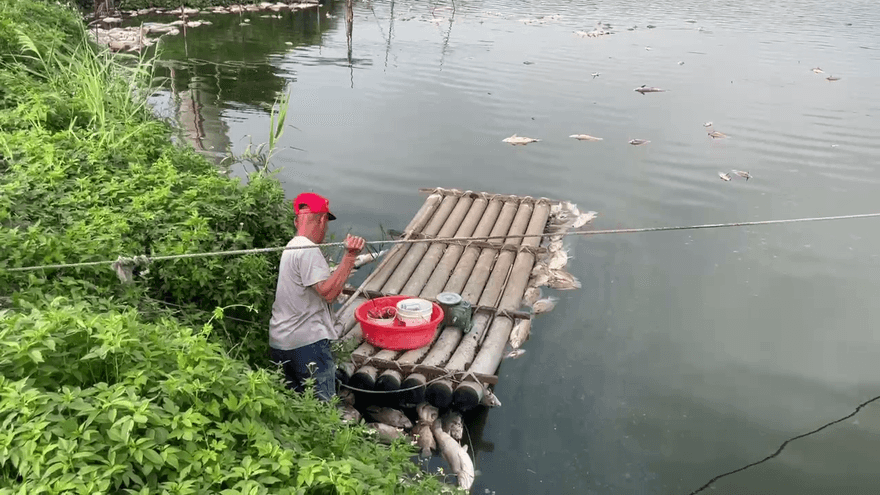 影/麥寮魚塭電線脫落害「吳郭魚翻肚」　漁民損失逾百萬
