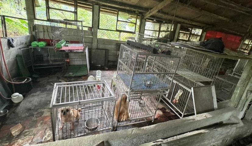 桃園大溪舊豬舍淪非法狗場　37隻品種毛孩獲救