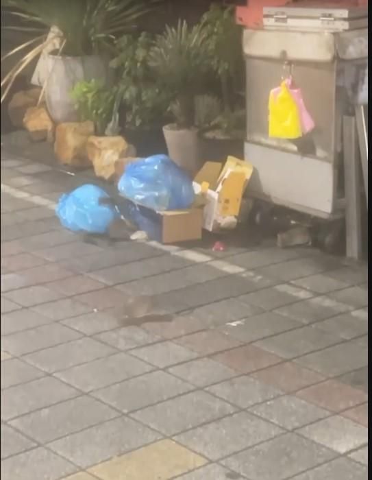 影/高雄鼠患問題嚴重！新堀江商圈老鼠陪逛街
